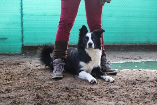 P And I Dog Training & Pet Services P And I Dog Training & Pet Services