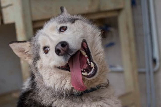 Phoenix Az Dog Aggression Trainer 1 Phoenix Az Dog Aggression Trainer