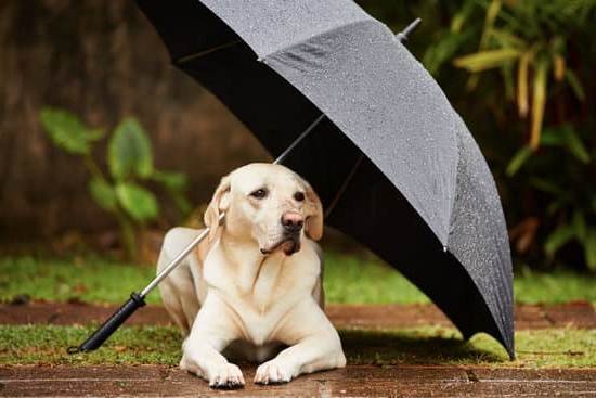 Psychiatric Service Dog Training Programs Psychiatric Service Dog Training Programs
