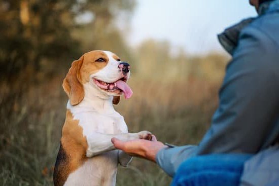 Service Dog Training San Francisco