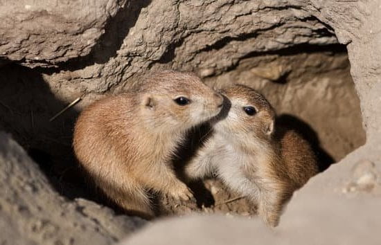 The Natural Dog Company Training Treats The Natural Dog Company Training Treats