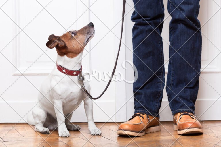 Train Dog Not To Bark At Noises 9 Train Dog Not To Bark At Noises