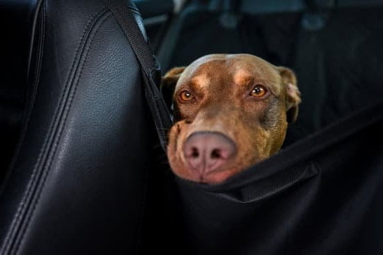 Training A Dog To Stop Barking When You Leave Training A Dog To Stop Barking When You Leave
