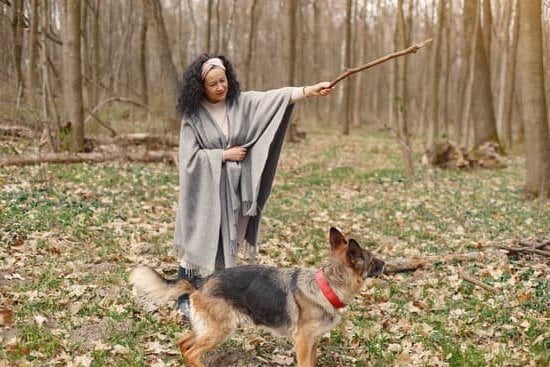 Training Dog Not To Pull On Leash Cesar Millan Training Dog Not To Pull On Leash Cesar Millan