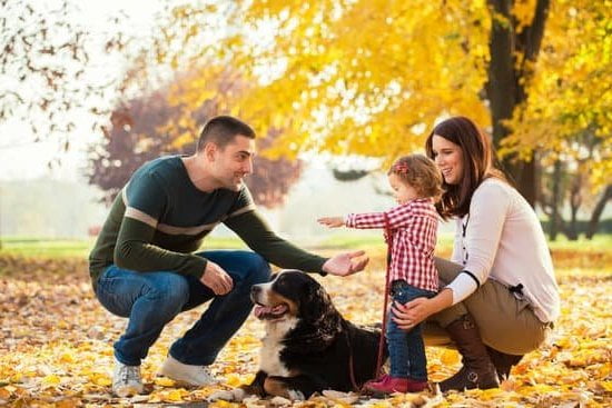 Training Treats For Small Dogs