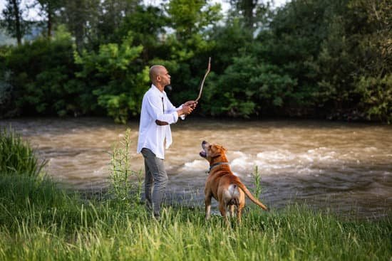 Using A Clicker For Dog Training Using A Clicker For Dog Training