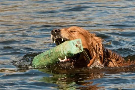 What Does It Mean To Crate Train A Dog 1 What Does It Mean To Crate Train A Dog