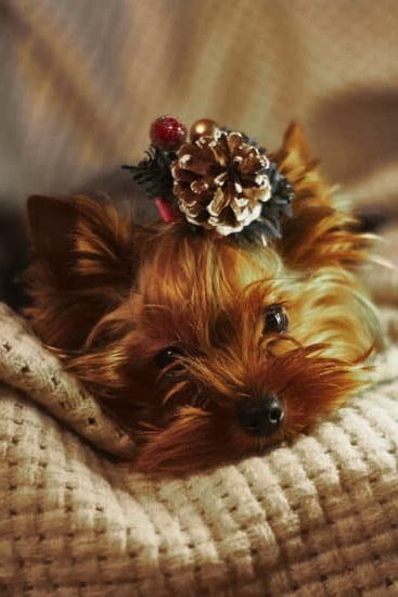 What Is The Best Age To Train A Dog