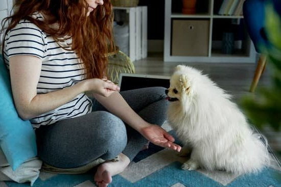 What Is The Best Way To Train A Dog