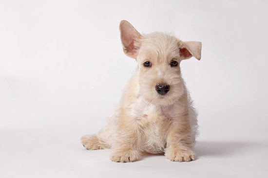 Are Dogs Potty Trained 1 Are Dogs Potty Trained