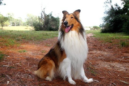 Are Female Dogs Easier To Potty Train Are Female Dogs Easier To Potty Train