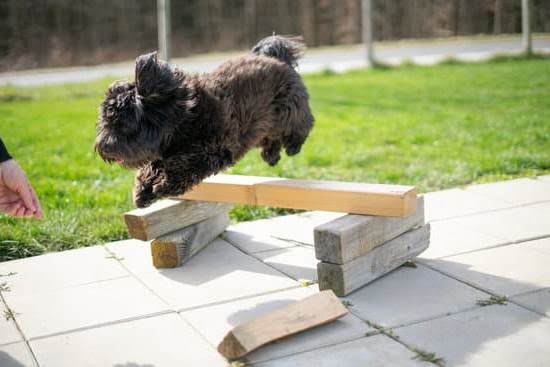 Are Female Or Male Dogs Easier To Potty Train