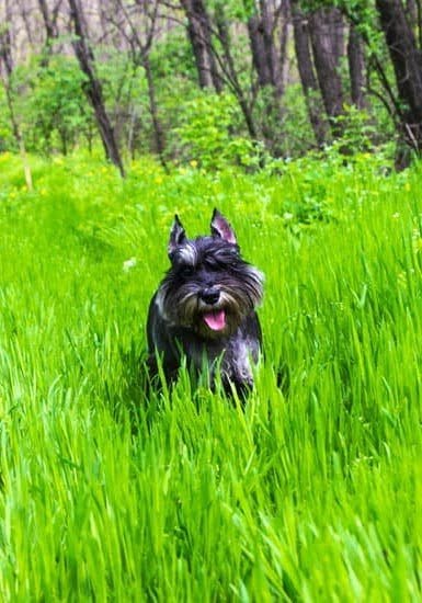 Are Havanese Dogs Easy To Potty Train 1 Are Havanese Dogs Easy To Potty Train