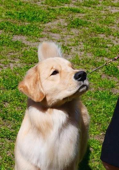 Are Maltese Dogs Easy To Potty Train 1 Are Maltese Dogs Easy To Potty Train