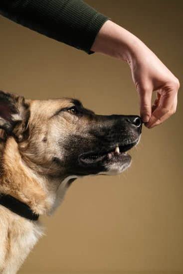 Are Service Dogs Trained To Lead People To Downed Owners Are Service Dogs Trained To Lead People To Downed Owners