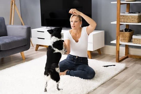 Can Anyone Train A Service Dog