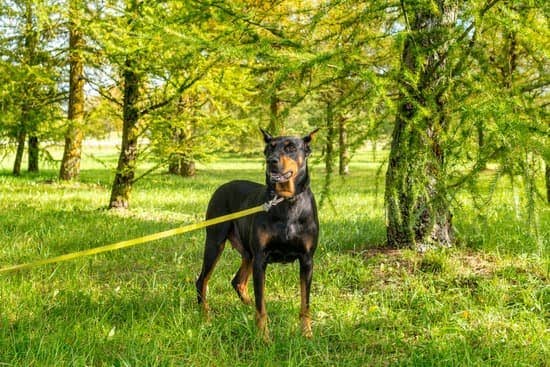 Can Dogs Be Trained To Potty In The House 1 Can Dogs Be Trained To Potty In The House