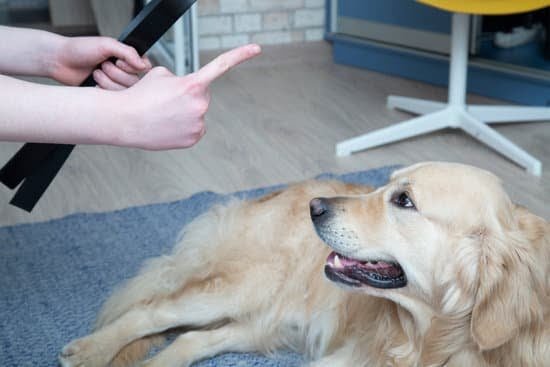 Can Dogs Do Scent Tracking If They Aren'T Trained 1 Can Dogs Do Scent Tracking If They Aren’T Trained