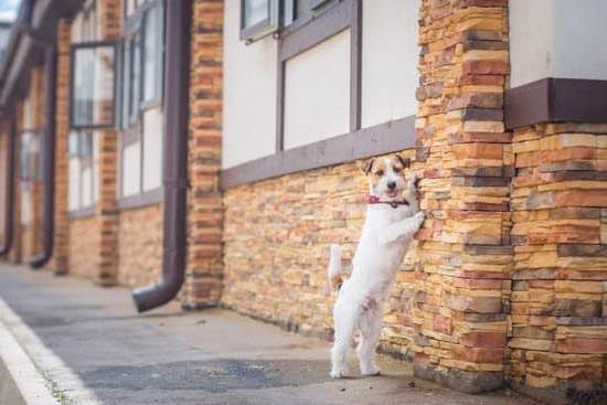Can Dogs Weight Train Can Dogs Weight Train
