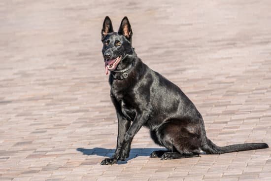 Can Hollywood Trained Dogs Also Be Service Dogs