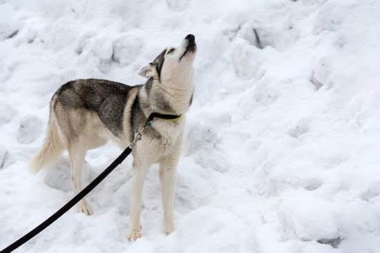 Can I Bring My Dog On The Go Train Can I Bring My Dog On The Go Train