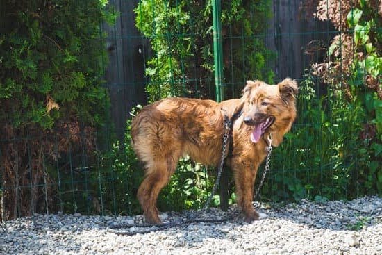 Can I Click Train My Dog Into Relaxing Can I Click Train My Dog Into Relaxing