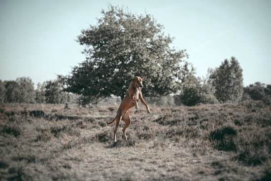 Can I Relinquish Dog For Police Training