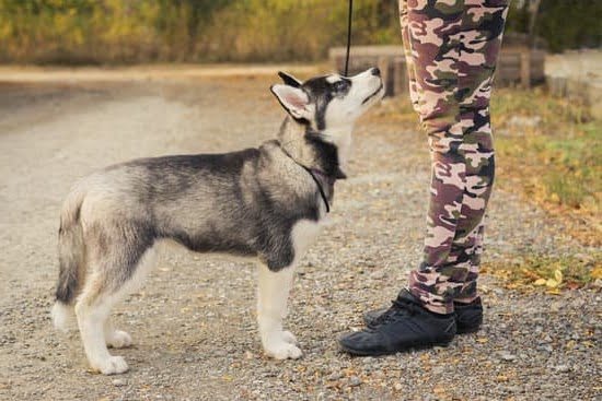 Can I See Police Dogs Being Trained In Germany Can I See Police Dogs Being Trained In Germany