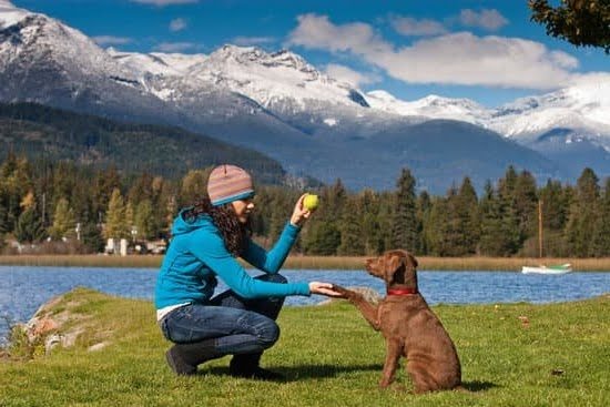 Can I Take A In Training Service Dog On Thebus 1 Can I Take A In Training Service Dog On Thebus