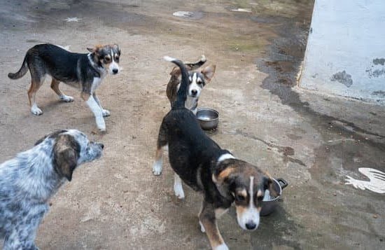 Can I Train A Dog To Use The Toilet 1 Can I Train A Dog To Use The Toilet