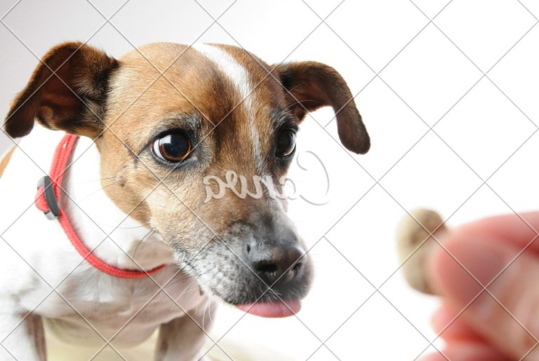 Can I Train Dog To Snuggle