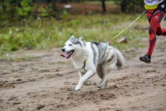 Can I Train My Own Emotional Support Dog Can I Train My Own Emotional Support Dog