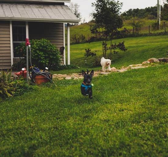 Can I Use Egg As Training Treat Dog 1 Can I Use Egg As Training Treat Dog