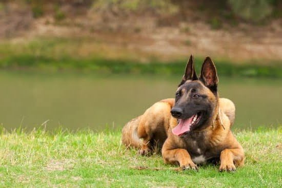 Can Kangal Dogs Be Trained As Service Dogs Can Kangal Dogs Be Trained As Service Dogs