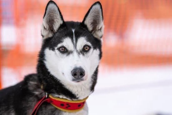 Can Labrador Dogs Be Trained For Search And Rescue 1 Can Labrador Dogs Be Trained For Search And Rescue
