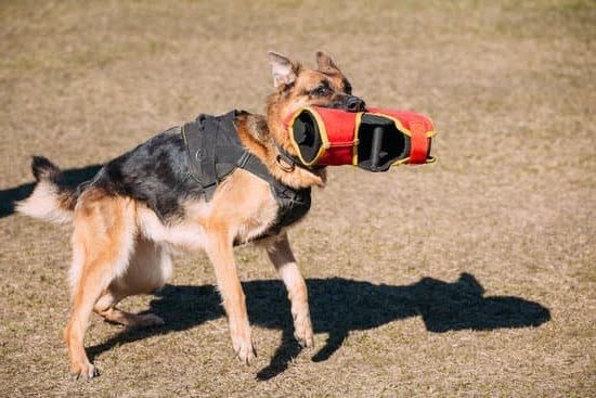 Can My Dog Ride The Train Can My Dog Ride The Train