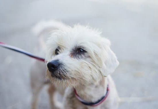 Can My Dog Train For A Marathon With Me