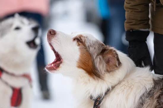 Can Older Aggressive Dogs Be Trained Can Older Aggressive Dogs Be Trained