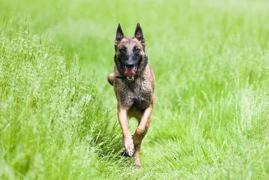 Can Older Dogs Be Litter Trained