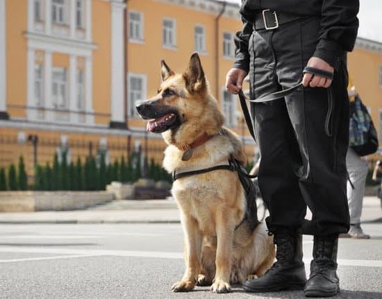 Can Older Dogs Be Trained As Service Dogs Can Older Dogs Be Trained As Service Dogs