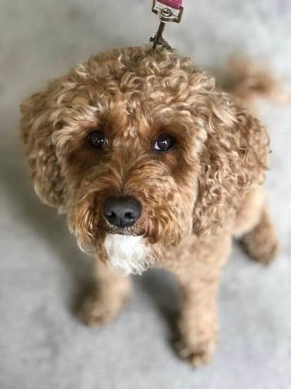 Can Pugs Be Trained As Service Dogs 1 Can Pugs Be Trained As Service Dogs