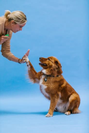 Can Service Dogs Be Trained Without Negative Discipline Can Service Dogs Be Trained Without Negative Discipline
