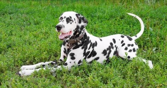 Can Training For Dogs