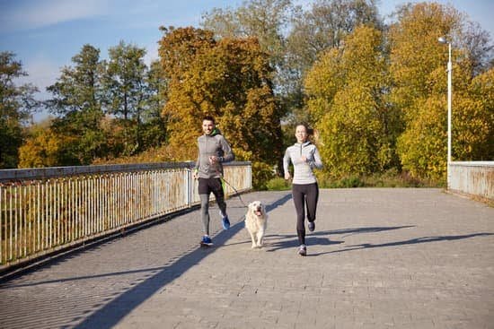 Can U Find An Already Train Service Dog In Pa Can U Find An Already Train Service Dog In Pa