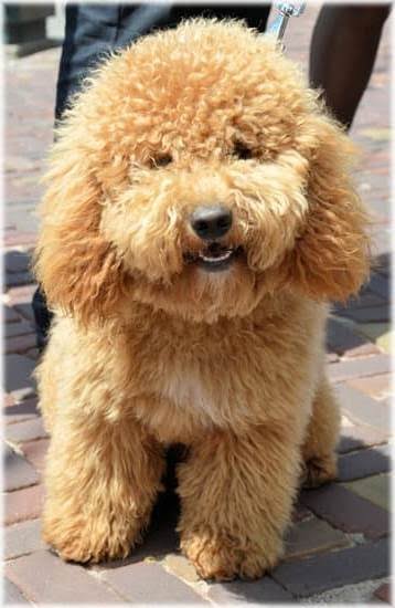 Can You Bring A Big Dog On A Train Can You Bring A Big Dog On A Train