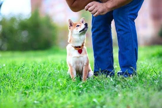 Can You House Train A 6 Month Old Dog Can You House Train A 6 Month Old Dog