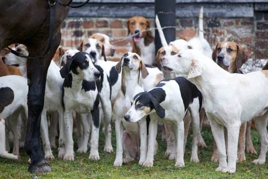 Can You Legally Train Your Own Service Dog Can You Legally Train Your Own Service Dog