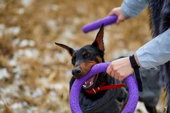 Can You Paper Train A Male Dog Can You Paper Train A Male Dog