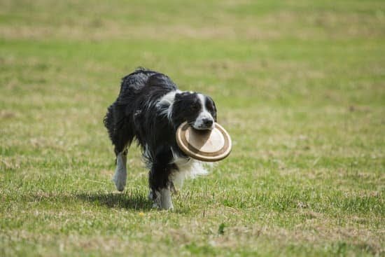 Can You Potty Train A Dog Indoors Can You Potty Train A Dog Indoors