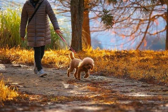 Can You Potty Train A Dog That&#39